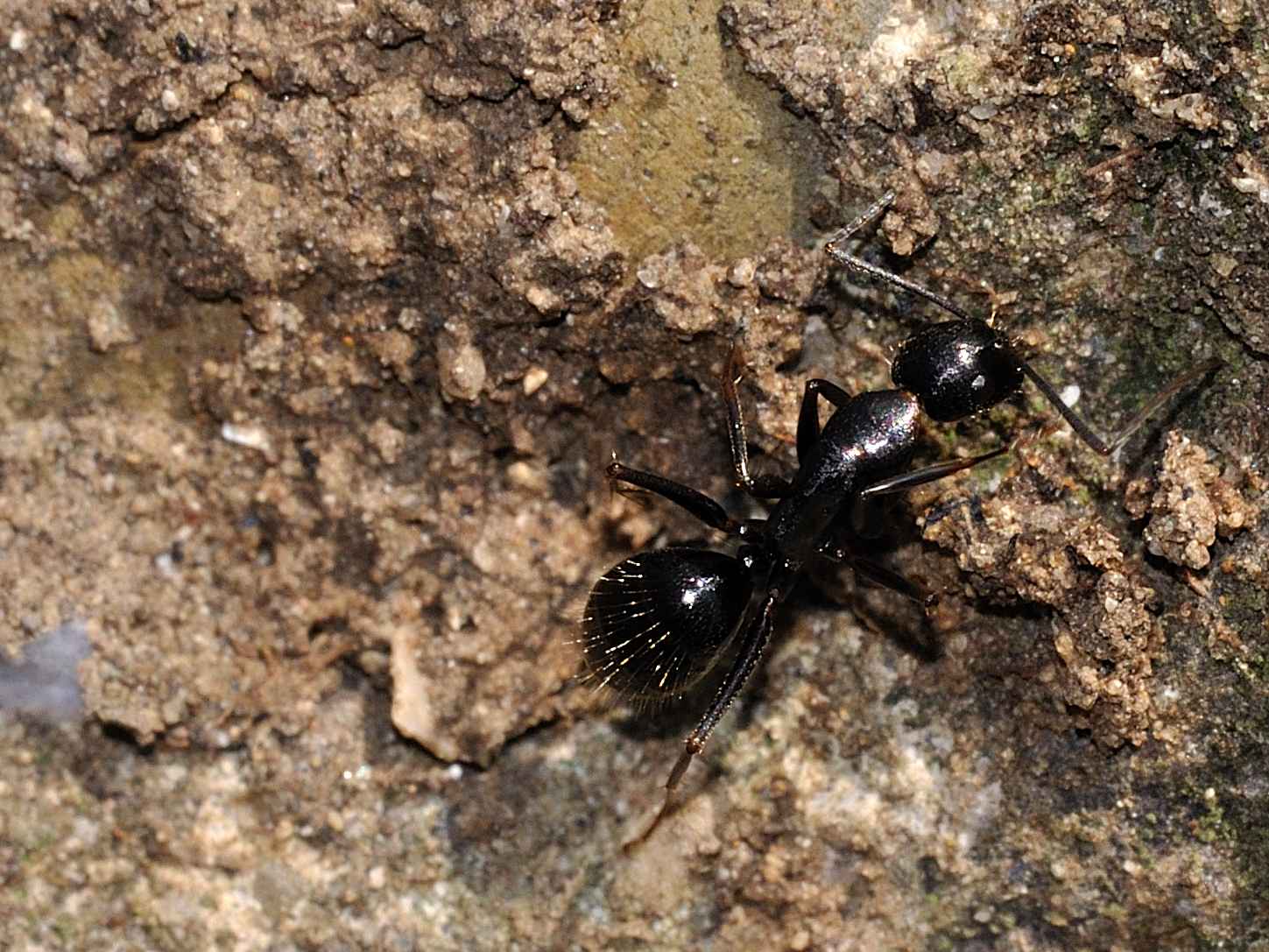 Formicidae - Camponotus sp. (operaie minori)